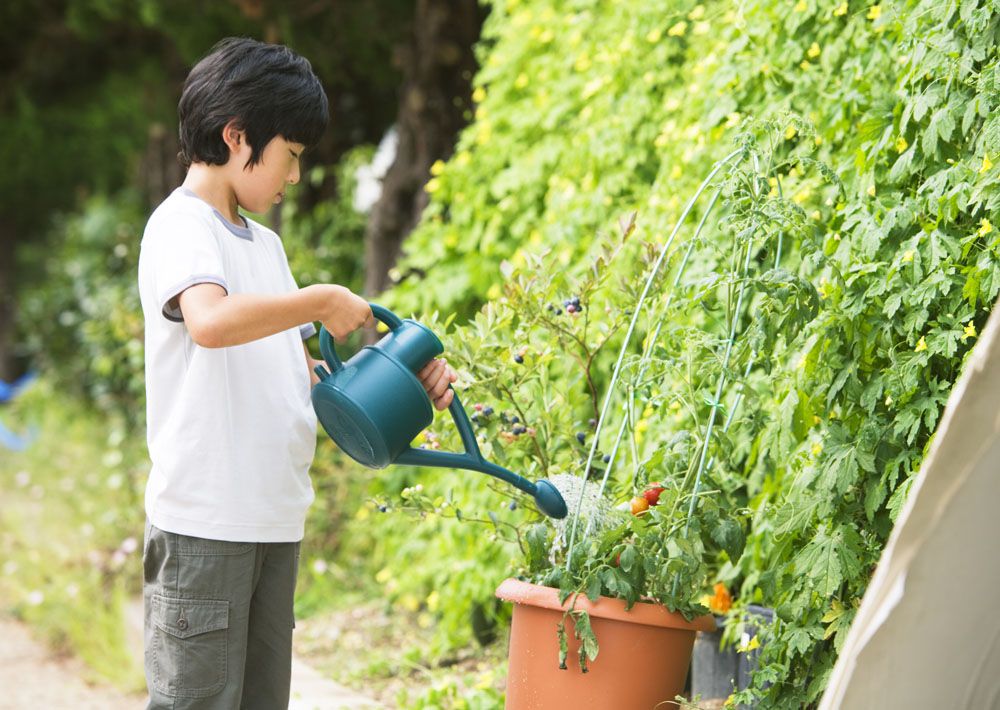浸泡菜叶后使用 浸泡菜叶后使用