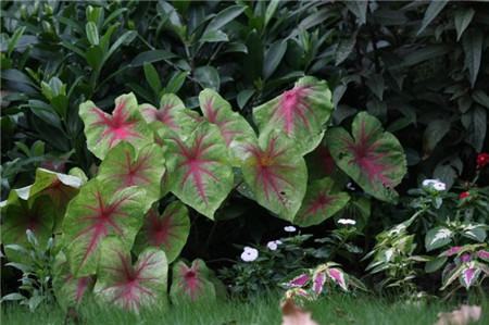 花叶芋秋后养护 花叶芋秋后养护