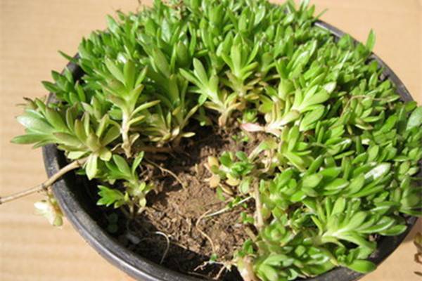 你知道吗垂盆草还可以吃 你知道吗垂盆草还可以吃