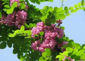 香花槐枝叶管理技术