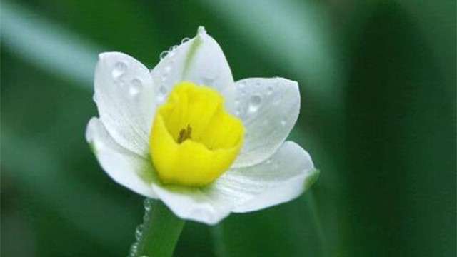 水仙花如何浇水 水仙花如何浇水