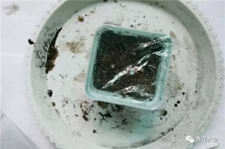 用保鲜膜覆盖 用保鲜膜覆盖