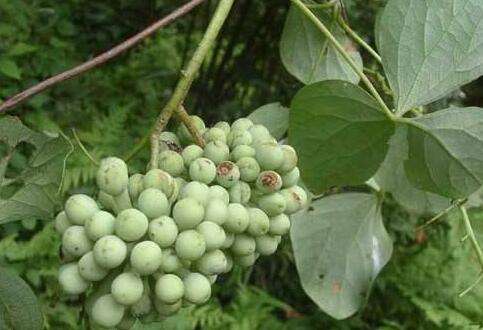 种植什么中药材最赚钱 长年紧缺中药材有几种