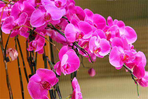 蝴蝶兰花语大全 蝴蝶兰花语大全