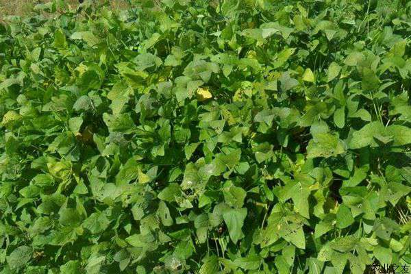 鲜食毛豆种植要点