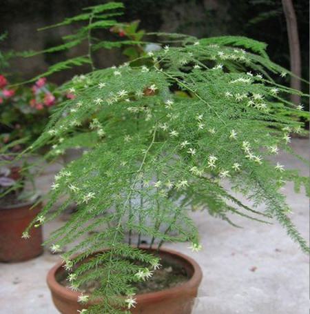 文竹 文竹
