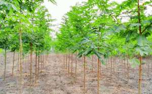 2019年的苗木种植计划，拿走不谢！