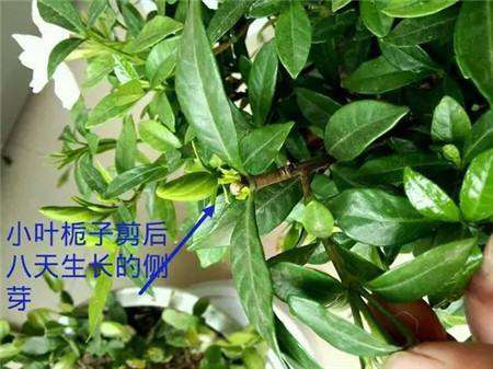 栀子伤口修剪 栀子伤口修剪