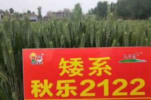 秋乐2122小麦品种怎么样？