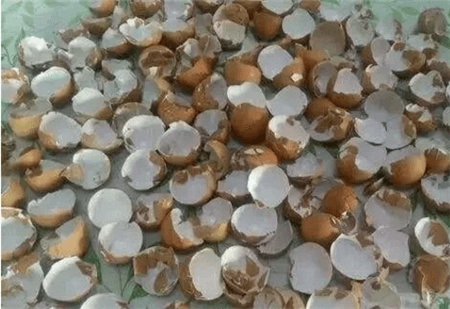 鸡蛋壳 鸡蛋壳