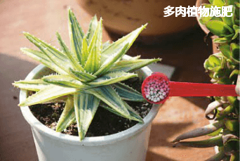 多肉植物施肥 多肉植物施肥