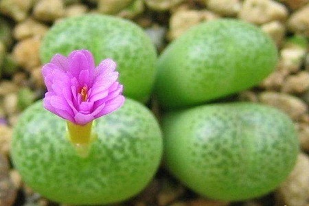 生石花 生石花