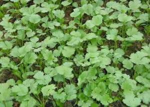 香菜施什么肥？无公害香菜施肥措施