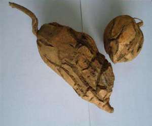 红薯裂皮如何防治