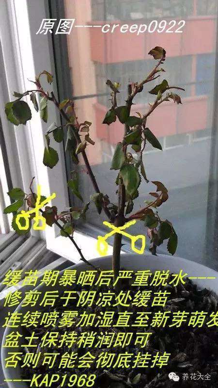 月季 月季