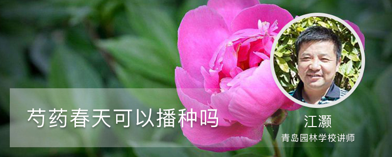 芍药春天可以播种吗 芍药春天可以播种吗
