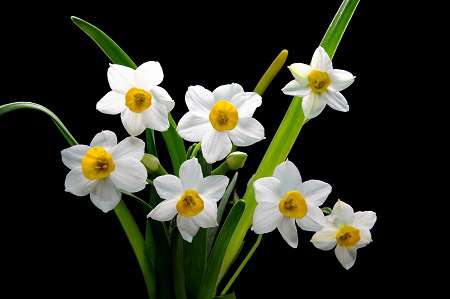 漂亮的水仙花 漂亮的水仙花