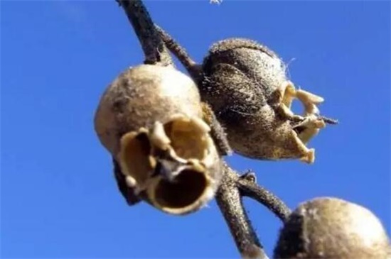 世界上最妖孽花的花语,嘴唇花形如红唇花语亲吻我