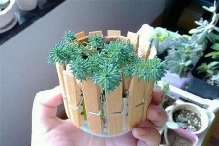 小夹子做花盆 小夹子做花盆