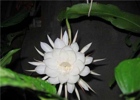 昙花一年可以开几次花 昙花一年可以开几次花