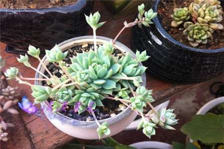 蔓莲 蔓莲