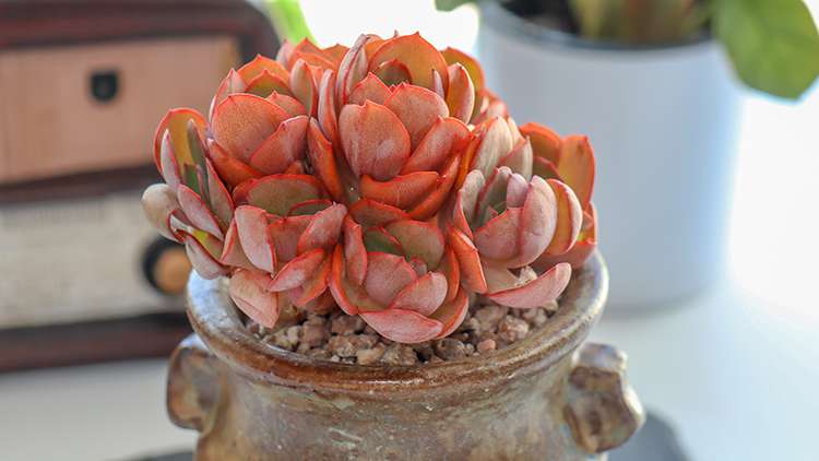 多肉秀妍 Echeveria Sunyan 多肉秀妍 Echeveria Sunyan