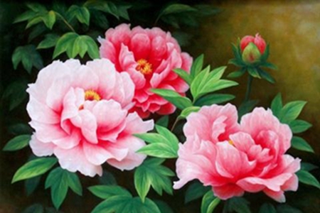 牡丹花 牡丹花