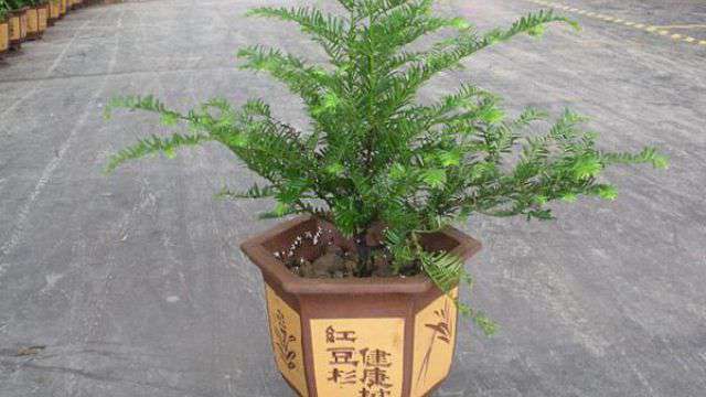 红豆杉的风水作用 红豆杉的风水作用