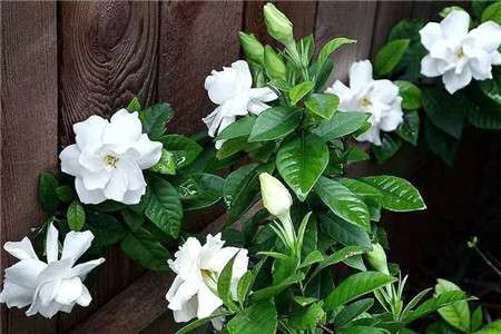 栀子花 栀子花
