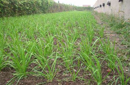 韭菜花怎么种植能高产?