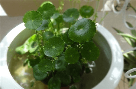 铜钱草水培 铜钱草水培