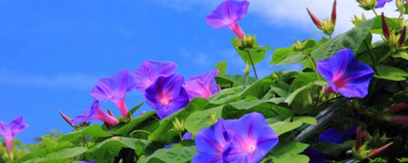 牵牛花是什么颜色 牵牛花是什么颜色
