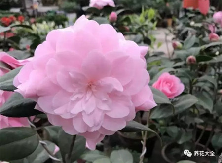茶花 茶花