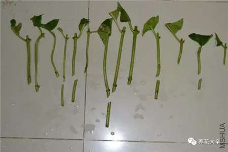 绣球花修剪 绣球花修剪