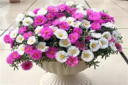 太阳花 太阳花