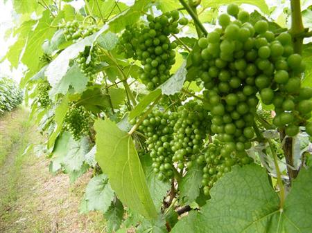 果树夏季怎么追肥?