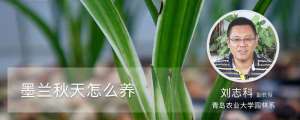 墨兰秋天怎么养