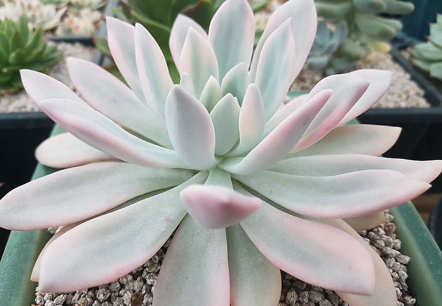 多肉植物奥普琳娜锦 多肉植物奥普琳娜锦