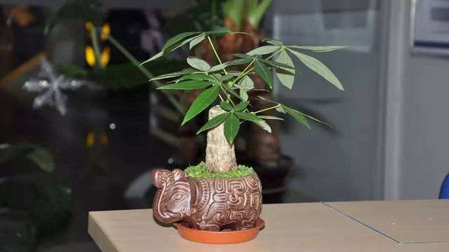 发财树用深盆还是浅盆 发财树用深盆还是浅盆