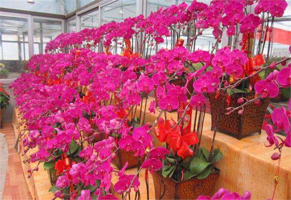 花木市场.jpg