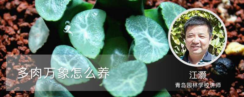多肉万象怎么养 多肉万象怎么养