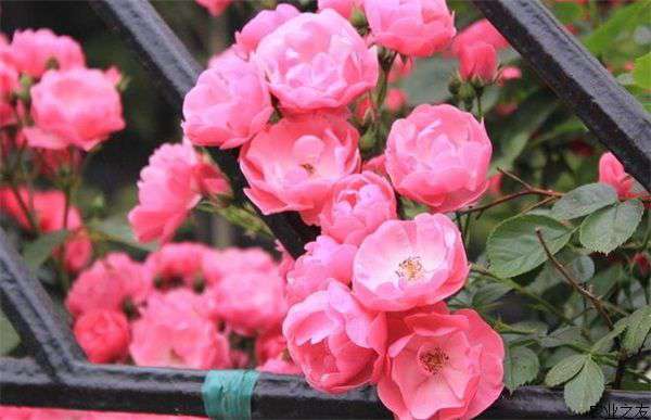 蔷薇花好养吗-