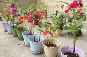 凤仙花叶子发黄怎么办