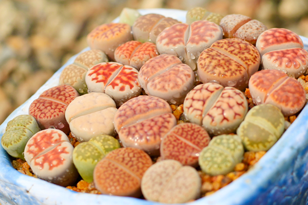 生石花