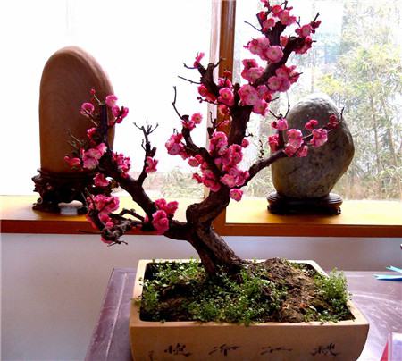梅花秋冬养护注意 梅花秋冬养护注意