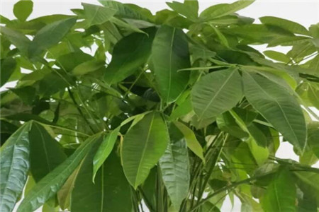 发财树 发财树