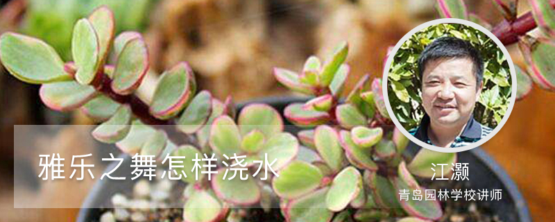 雅乐之舞怎样浇水,什么时候浇水 雅乐之舞怎样浇水,什么时候浇水