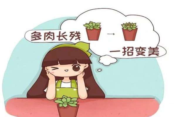 多肉长残别急着扔,吹个风扇剪几刀,呼呼就长胖! 多肉长残别急着扔,吹个风扇剪几刀,呼呼就长胖!