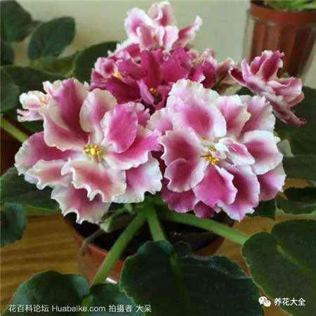 非洲堇 非洲堇
