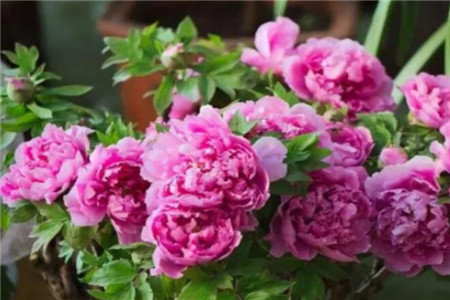 牡丹花 牡丹花